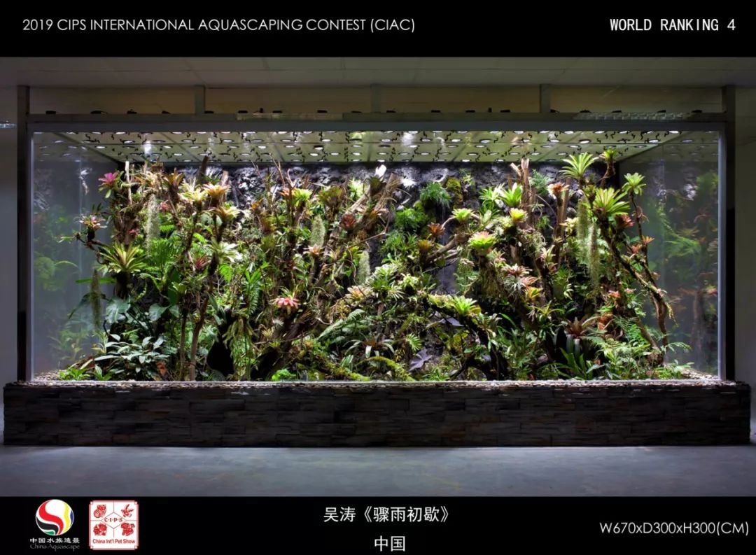 第三届"长城杯"国际水族造景大赛(ciac)成绩公布(小缸,雨林组)