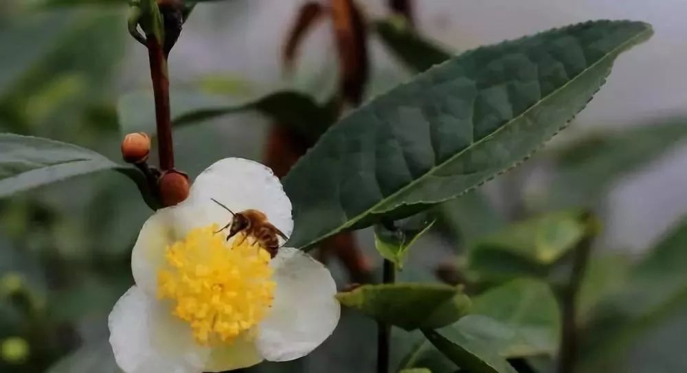 茶花蜜中毒方法