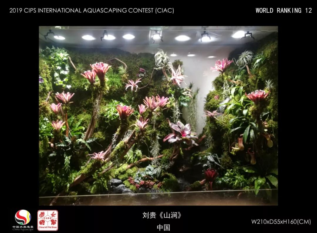 第三届"长城杯"国际水族造景大赛(ciac)成绩公布(小缸,雨林组)
