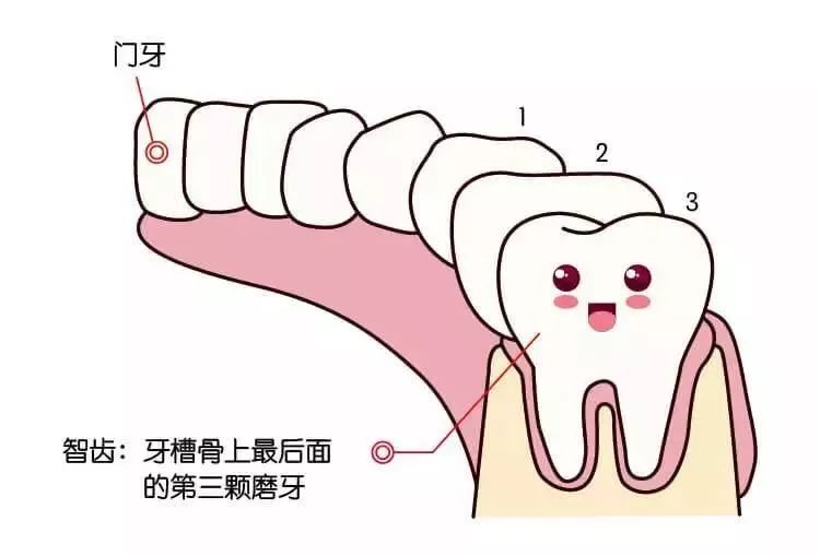 事实上,智齿的确是几颗没什么用的磨牙.