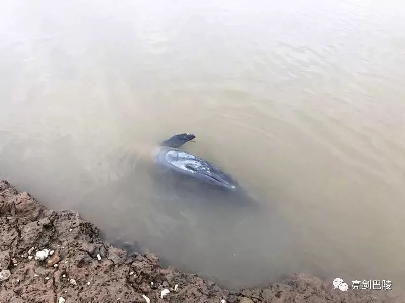 静静躺在湖面的江豚
