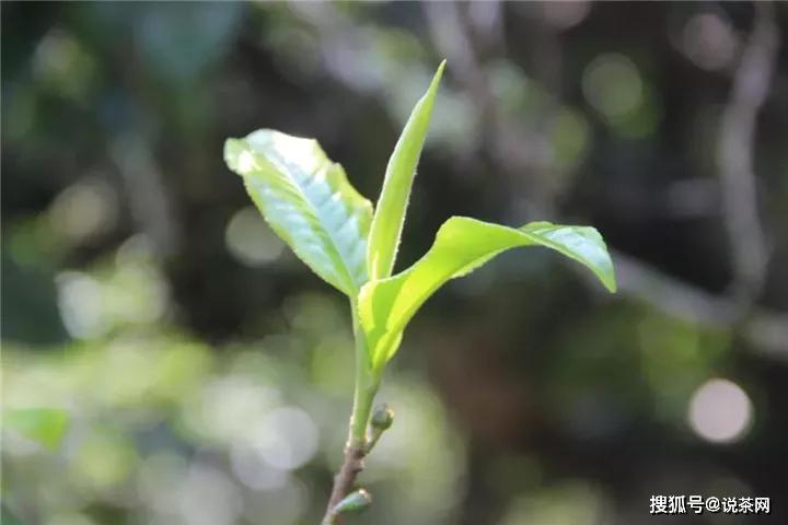 普洱茶单株是什么，究竟好在哪里？