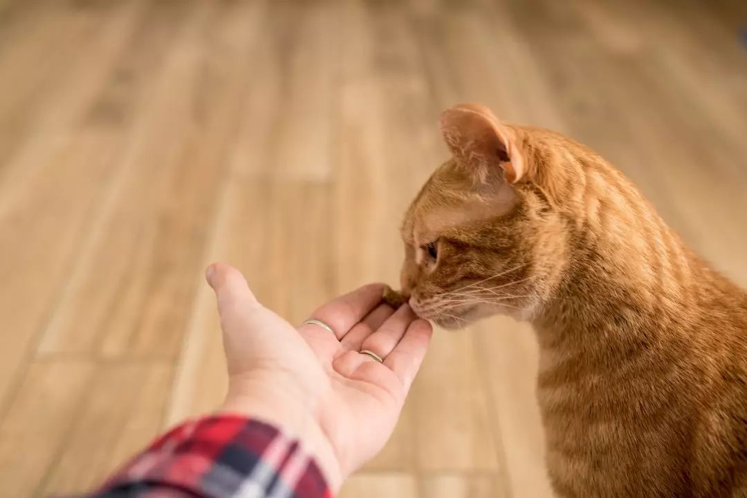 猫咪和人打招呼 25270fa69e5c4361a4031f54b8430777.jpeg