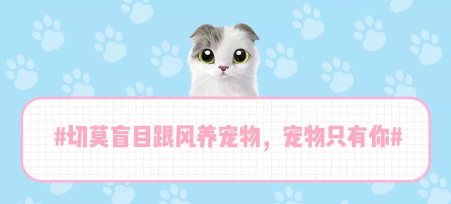 猫的天空之城人均消费_天空之城简谱(3)