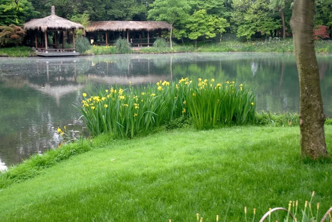 引水工程为主线来做的,水系曲折回环,有聚有散,水岸大多是缓坡入水