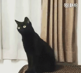 音乐现场猫咪 2b6445f9e77c4222b381614db3d16290.gif