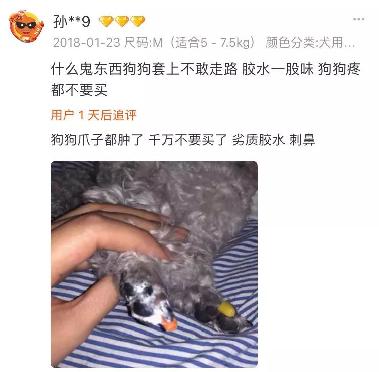 狗狗戴美甲很可愛？你笑得開心，卻不知道狗有多災… 寵物 第9張