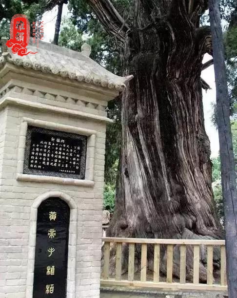 二将军柏,有2000多岁,在嵩阳书院里,为嵩阳书院最出名的大树.
