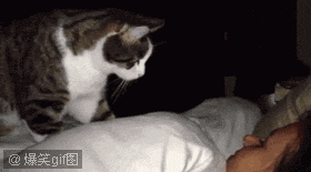 280_155gif 动态图 动图