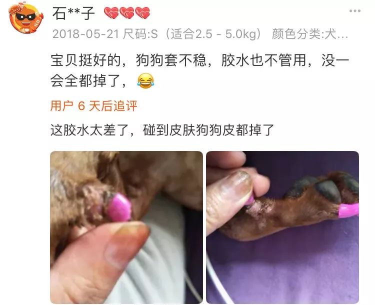 狗狗戴美甲很可愛？你笑得開心，卻不知道狗有多災… 寵物 第8張