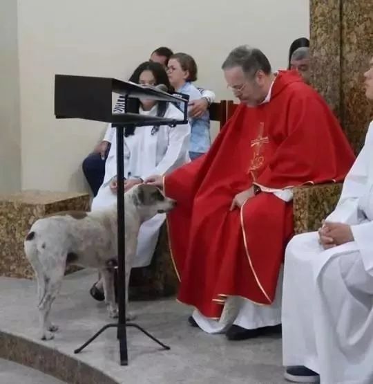 jo00o神父表示,"教堂是属于上帝的,但是狗狗们也是属于上帝的,它们