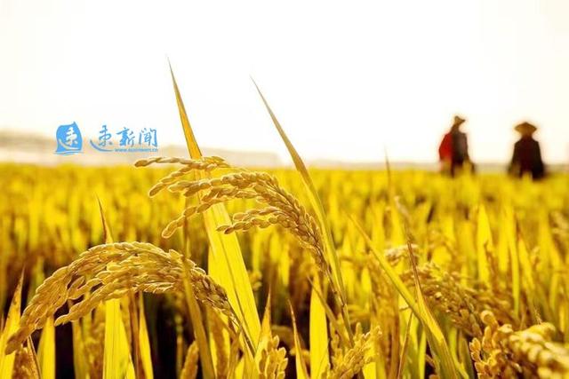江苏沭阳2020桑墟镇g_沭阳学区房划分2020