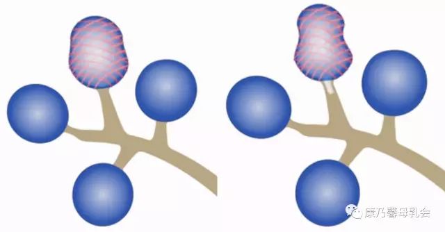 母乳生成的原理_二、 原理   活体生物荧光成像技术是指在小的哺乳动物体内利用报告基因-荧(2)