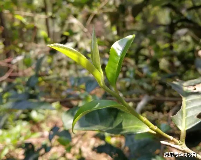 普洱茶单株是什么，究竟好在哪里？