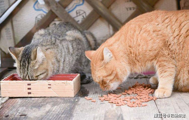 猫咪只爱吃猫粮该怎么办学会让猫咪均衡饮食