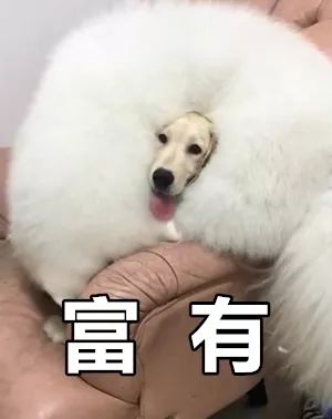 狗多少度会感到冷 8789a8af85d045209f847ce2abcdb4e8.jpeg