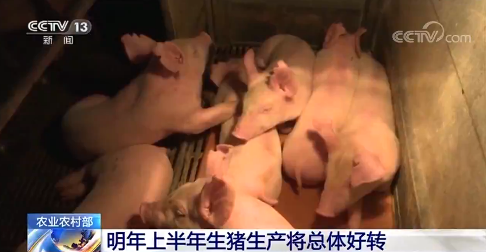 农业农村部：明年上半年生猪生产将总体好转