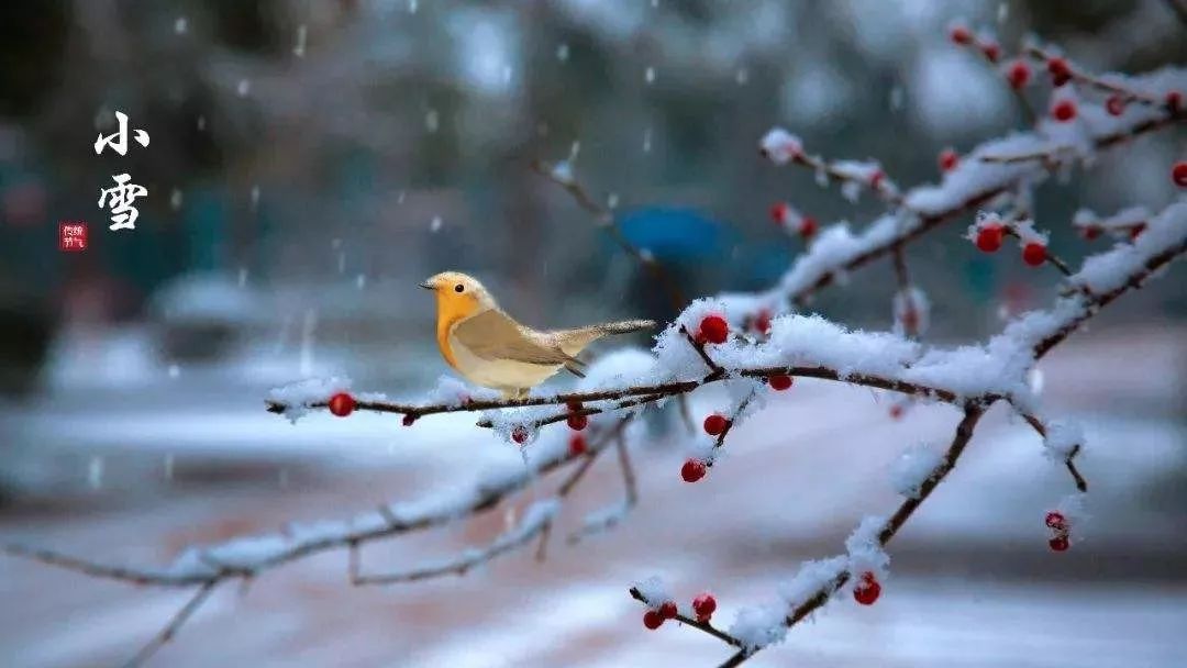 小雪 花雪随风不厌看,一片飞来一片寒