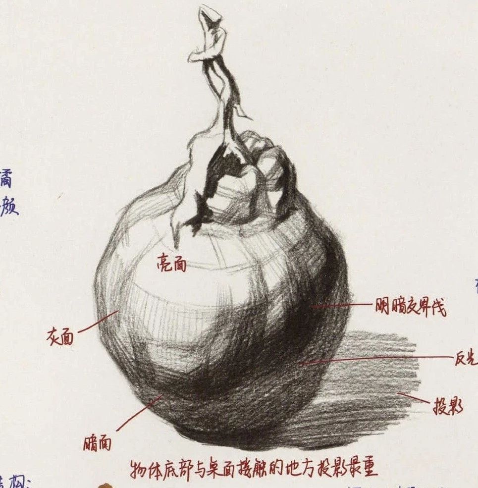 2 橘子的素描结构1.