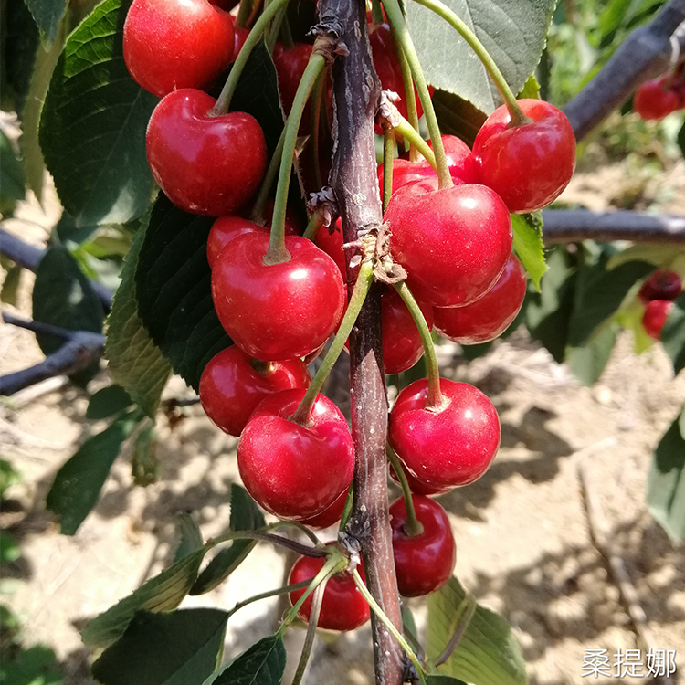桑提娜大樱桃苗品种特性分析