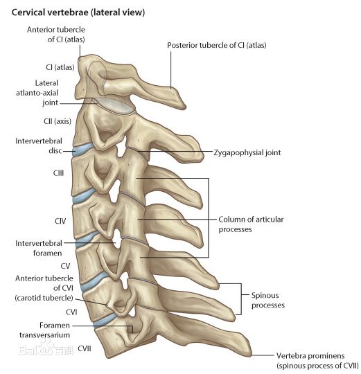 关节松动术—颈椎篇