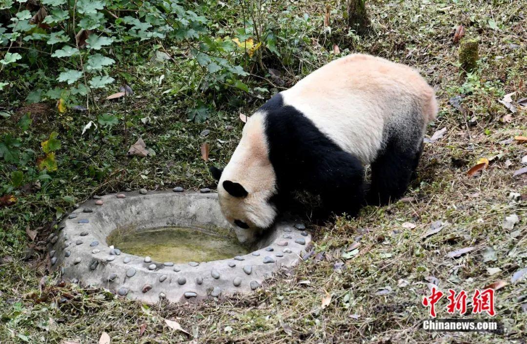 旅美大熊猫"贝贝".安源 摄