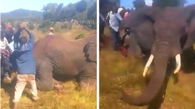 残忍！肯尼亚大象到农场寻找食物 愤怒村民将其砍死