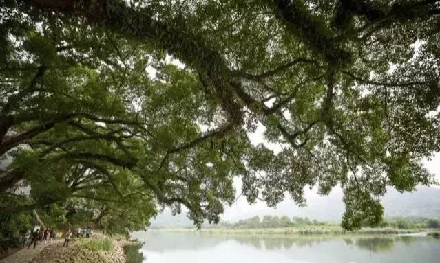 永泰镇人口_永泰霞拔镇主要风景(3)