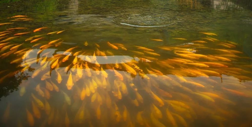 梦境之境，探秘荷塘里鱼群的奥秘