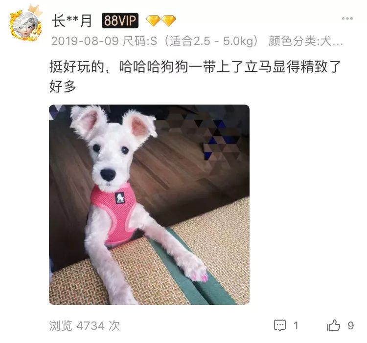 狗狗戴美甲很可愛？你笑得開心，卻不知道狗有多災… 寵物 第4張