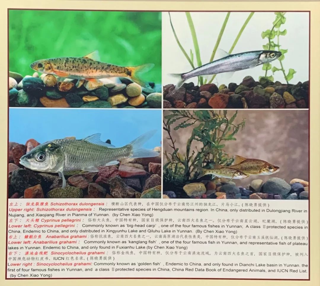 图集| 从生物多样性主题图片展看大美云南