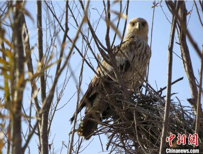 宁夏首次记录到2种国家保护动物