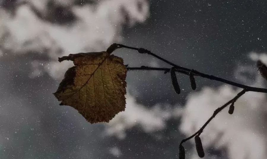 小雪刚过,大雪未至,屋外天寒地冻,萧瑟的风雨好似要穿透纸窗一般.