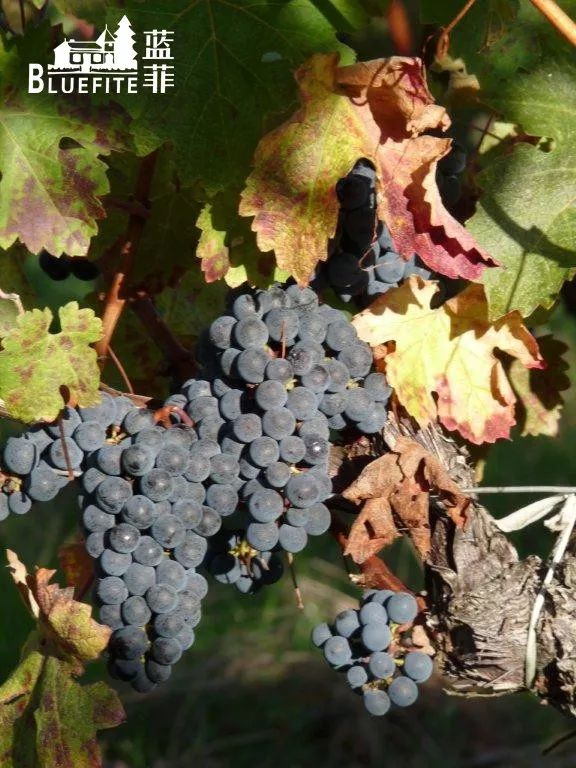 葡萄酒的酒精度越高,品质就越好吗?