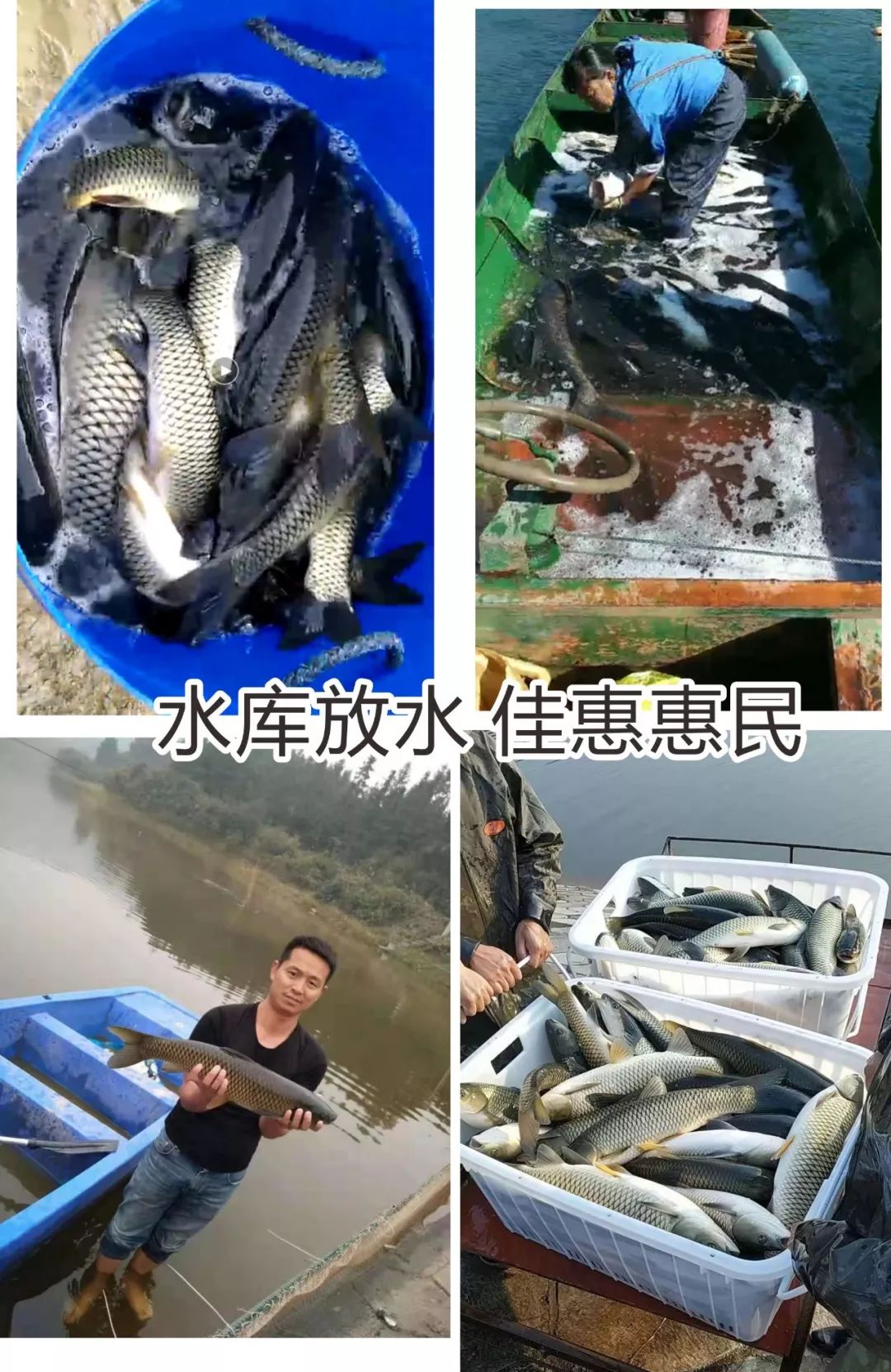 "水库放水"赶鱼节   产地直供,新鲜美味,买回家"啜"一顿全鱼