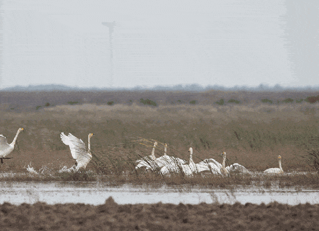 今年第一波小天鹅已从西伯利亚飞抵太湖啦!