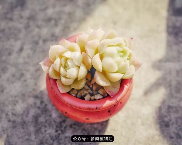 拇指盆控养多肉视频 2e02f14e07404b14be756f409d0dfc2d.jpeg