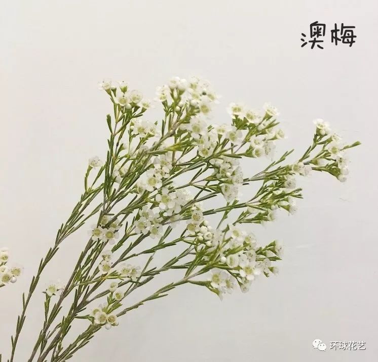 花卉圖21 花卉科普】每天认识一种花-太平花- 关注森林