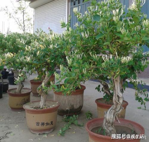 室内养什么盆景好活 42106a3caf524d2483c20826ffd0693d.jpeg