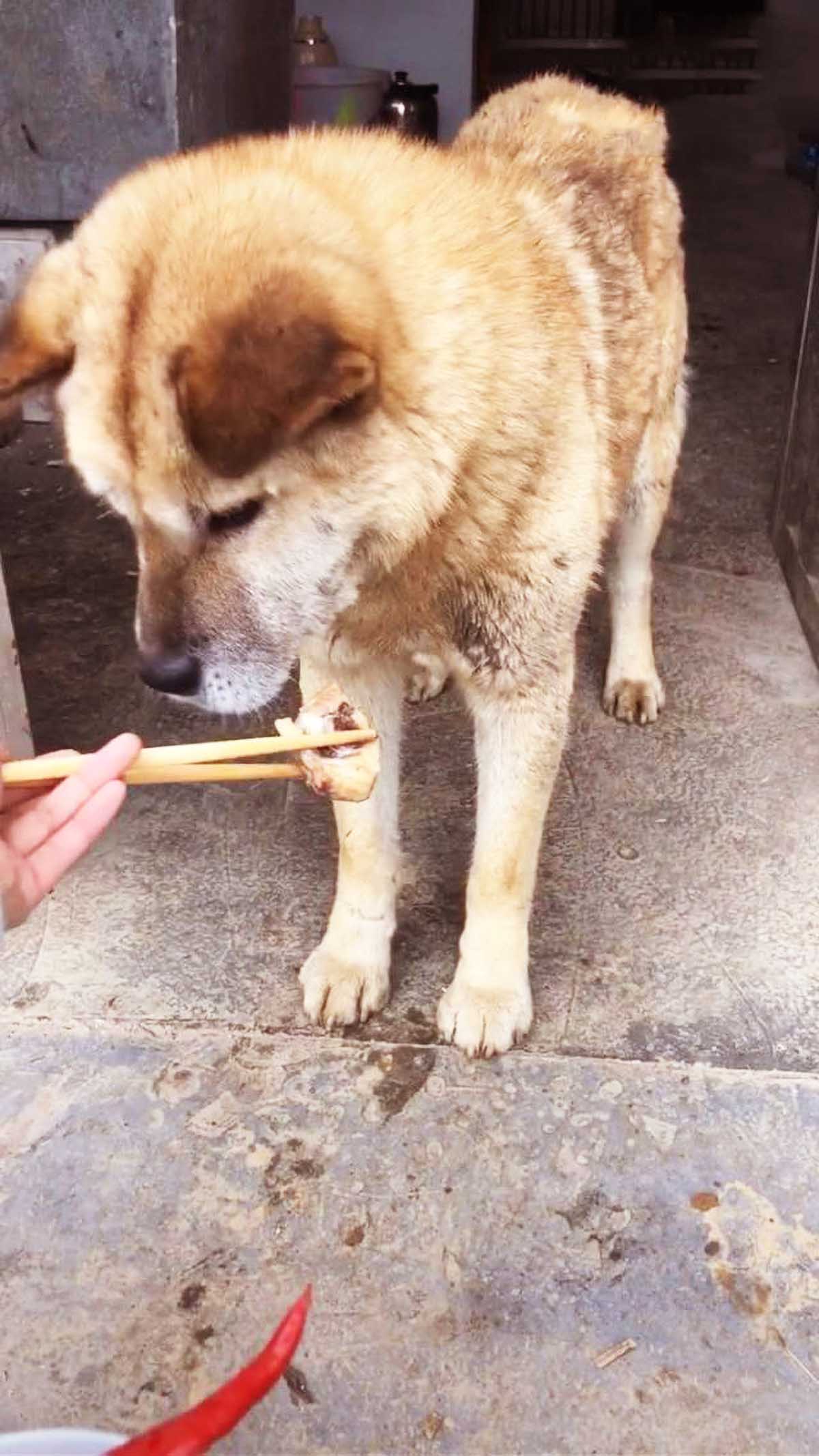 土狗餓得不行，卻死活不吃網友給它的肉，背後的原因讓人暖心！ 寵物 第2張