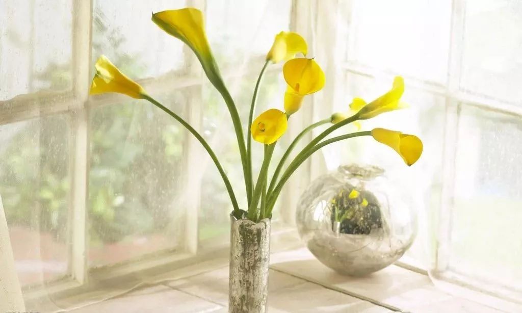 怎么养花枝 63856d0ff11f4a489122b569e3a8e43b.jpeg