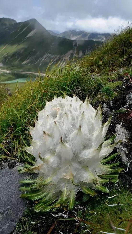 雪山上没腿的雪兔子,被误认"天山雪莲",无良商贩用它骗人赚钱