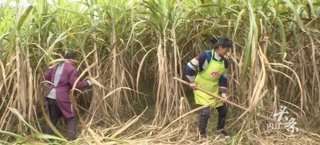 如何种植甘蔗视频 8b88b85c69804ad8902363f6f169f3e6.jpeg