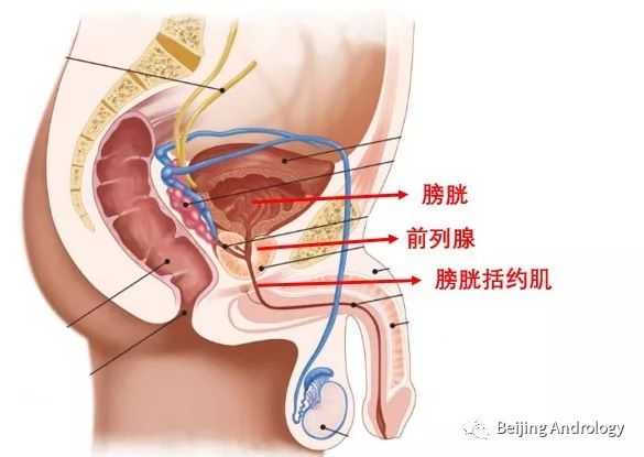 手术后尿失禁怎么办