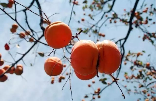 梦见柿子树上结满柿子，丰收与希望的预兆