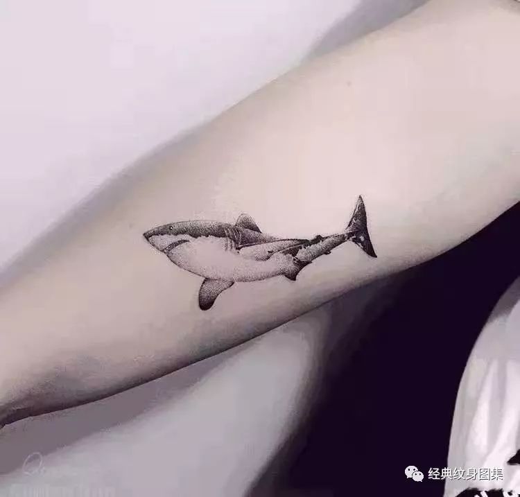 鲨鱼纹身素材