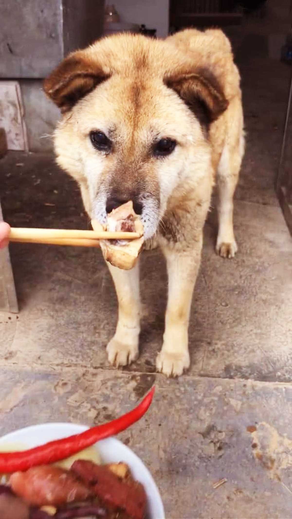 土狗餓得不行，卻死活不吃網友給它的肉，背後的原因讓人暖心！ 寵物 第1張