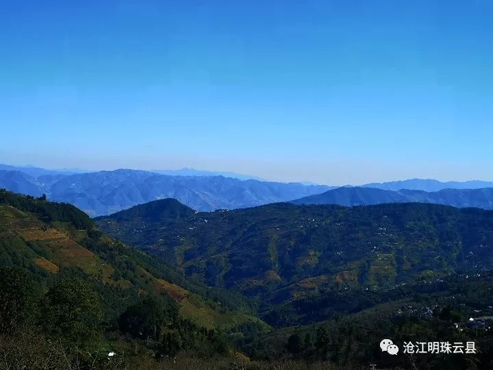 云县爱华镇河中村黄竹林风光