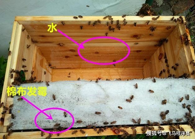 蜜蜂为什么在蜂箱内壁上 fb9df5477ae3421a885ac5f17fb60e41.jpeg