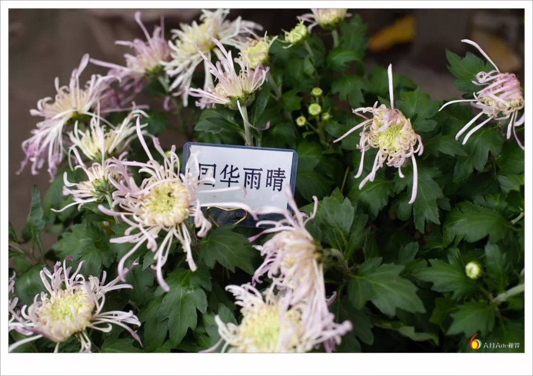 菊花品鉴